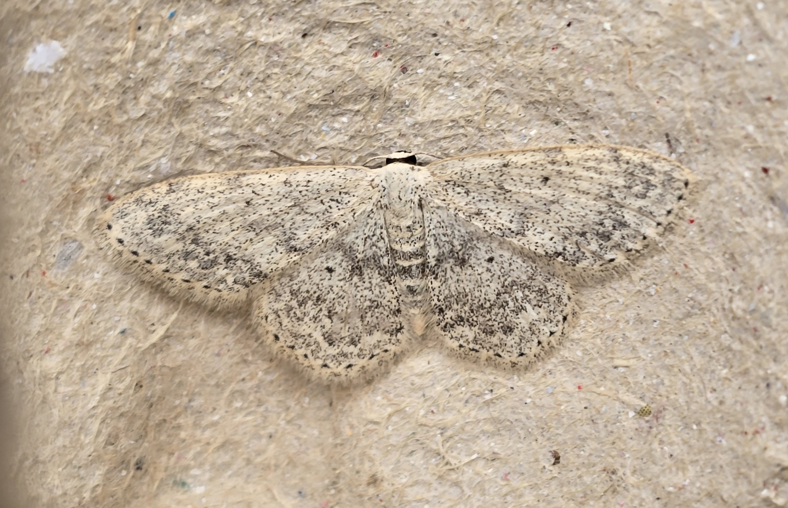 Photo of Mullein Wave (Scopula marginepunctata)